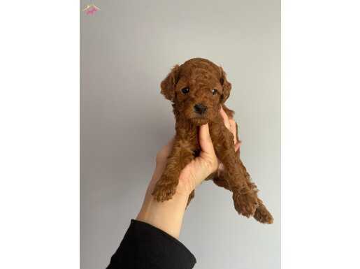 -RedBrown ToyPoodle- Eskişehir