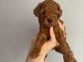 -RedBrown ToyPoodle- Eskişehir