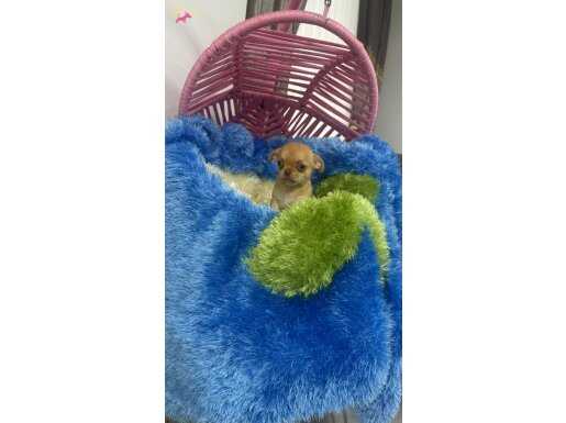 2 aylık Erkek mikro Chihuahua