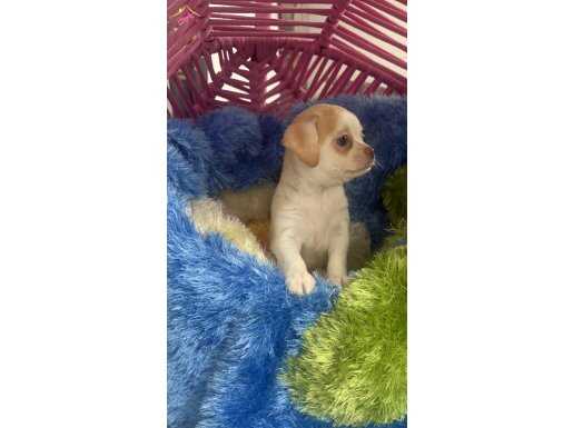 erkek 2 aylık Chihuahua