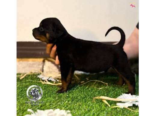 A scr li Rottweiler yavrularim 