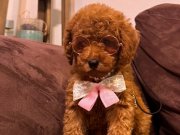 Kızıl, siyah ve Silver Toypoodle bebeklerim