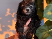 Silver ( gri) Toypoodle bebeklerim