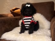 Siyah Toypoodle bebeklerim