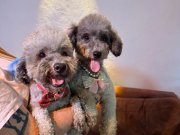 Silver poodle Çift olarak verilecektir