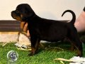 A scr li Rottweiler yavrularim 