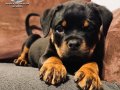 A şecereye sahip Rottweiler yavrularim 
