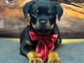 A şecereye sahip Rottweiler yavrularim 