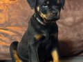 A şecereye sahip Rottweiler yavrularim 