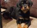 A şecereye sahip Rottweiler yavrularim 