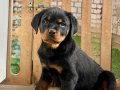 A SCR Belgeli Rottweiler yavrularım