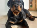 A SCR Belgeli Rottweiler yavrularım