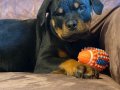A SCR Belgeli Rottweiler yavrularım