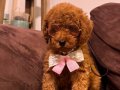Kızıl, siyah ve Silver Toypoodle bebeklerim