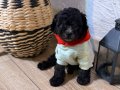 Kızıl, siyah ve Silver Toypoodle bebeklerim