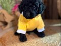 Kızıl, siyah ve Silver Toypoodle bebeklerim