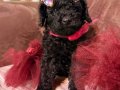 Kızıl, siyah ve Silver Toypoodle bebeklerim