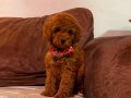 Kızıl, siyah ve Silver Toypoodle bebeklerim