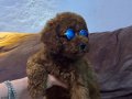 Kızıl, siyah ve Silver Toypoodle bebeklerim