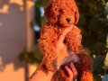 Kızıl Toypoodle bebeklerim