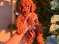 Kızıl Toypoodle bebeklerim