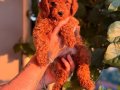 Kızıl Toypoodle bebeklerim