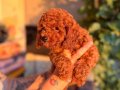 Kızıl Toypoodle bebeklerim