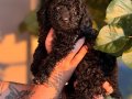 Siyah Toypoodle bebeklerim