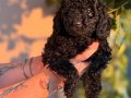 Siyah Toypoodle bebeklerim