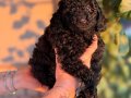 Siyah Toypoodle bebeklerim