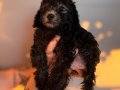 Silver ( gri) Toypoodle bebeklerim
