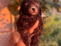 Silver ( gri) Toypoodle bebeklerim