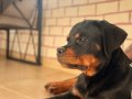 A şecereli erkek rottweiler 