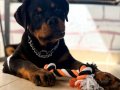 A şecereli erkek rottweiler 