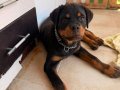 A şecereli erkek rottweiler 