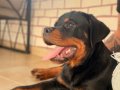 A şecereli erkek rottweiler 