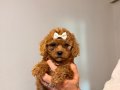 Minicik toy poodle kızlar 