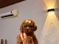 Minicik toy poodle kızlar 