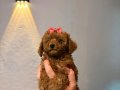 Minicik toy poodle kızlar 