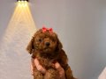 Minicik toy poodle kızlar 