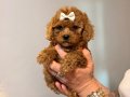 Minicik toy poodle kızlar 