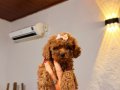 Minicik toy poodle kızlar 