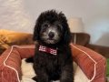 Silver Toypoodle bebeklerim