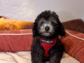 Silver Toypoodle bebeklerim