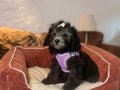 Silver Toypoodle bebeklerim