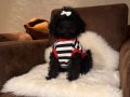 Siyah Toypoodle bebeklerim