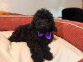 Siyah Toypoodle bebeklerim