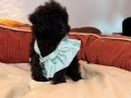 Siyah Toypoodle bebeklerim