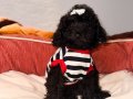 Siyah Toypoodle bebeklerim
