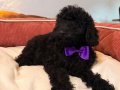 Siyah Toypoodle bebeklerim